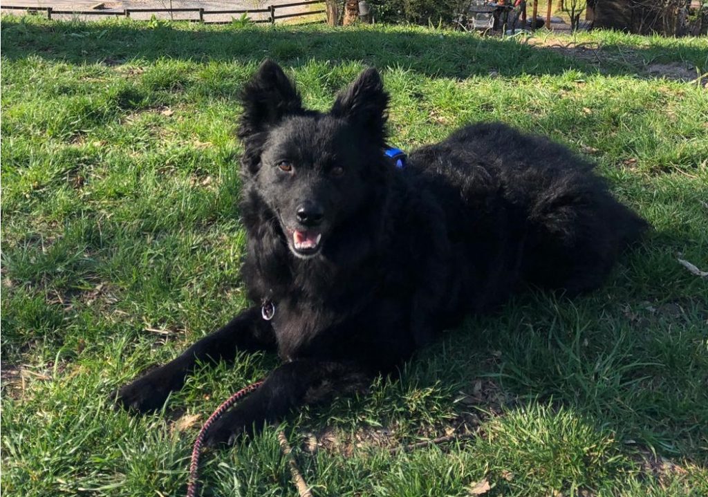 Hrvatski Ovcar Fellnasen Stuttgart e.V.