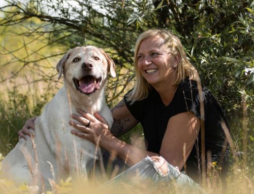 EVENT: Einzug & Leben mit Secondhand- oder Tierschutzhund am 10. November 2023 (ABGESAGT)