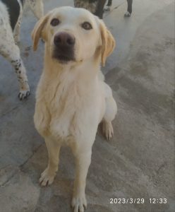 Mela2