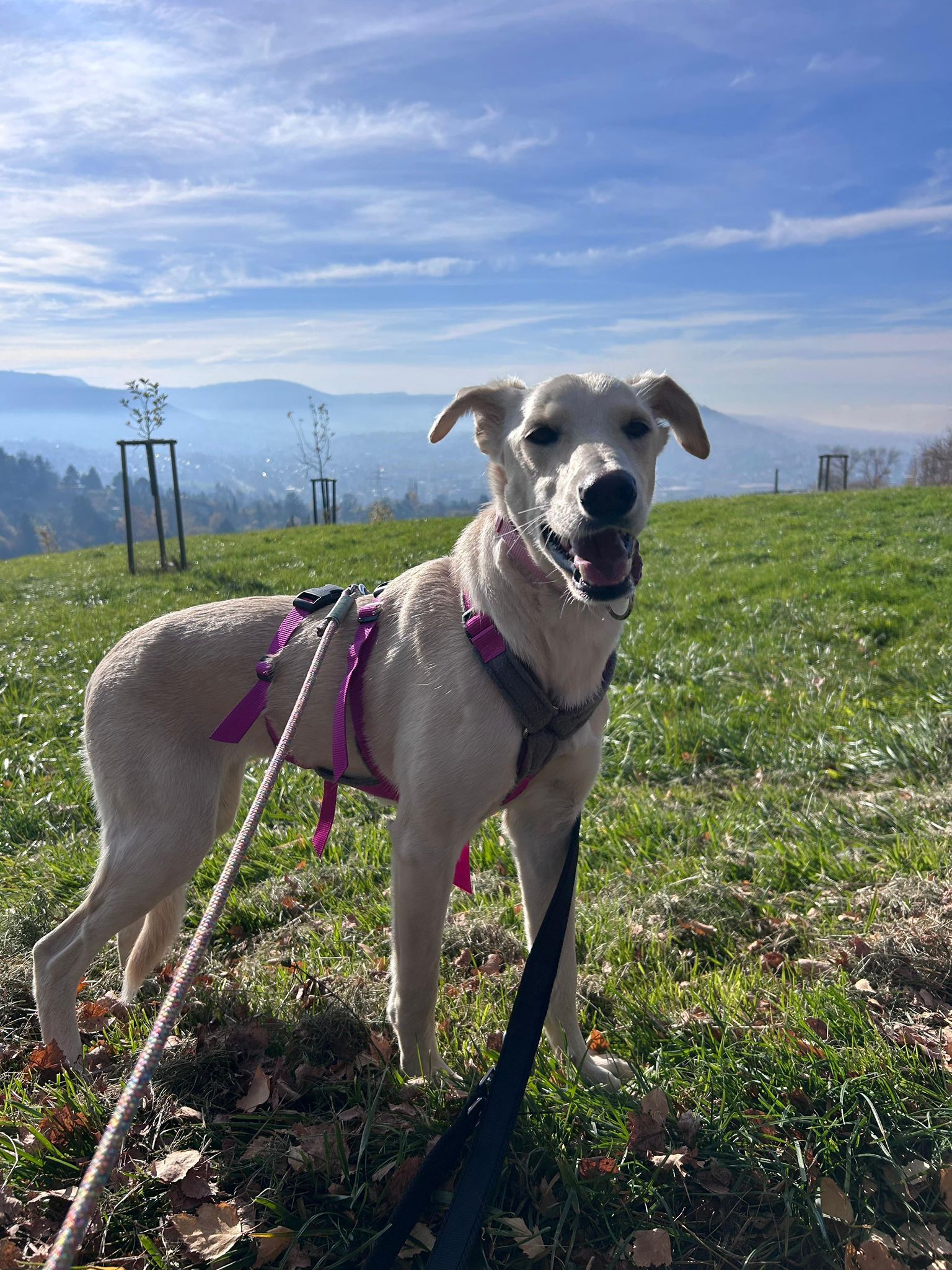 WhatsApp Image 2025-11-09 at 13.15.16