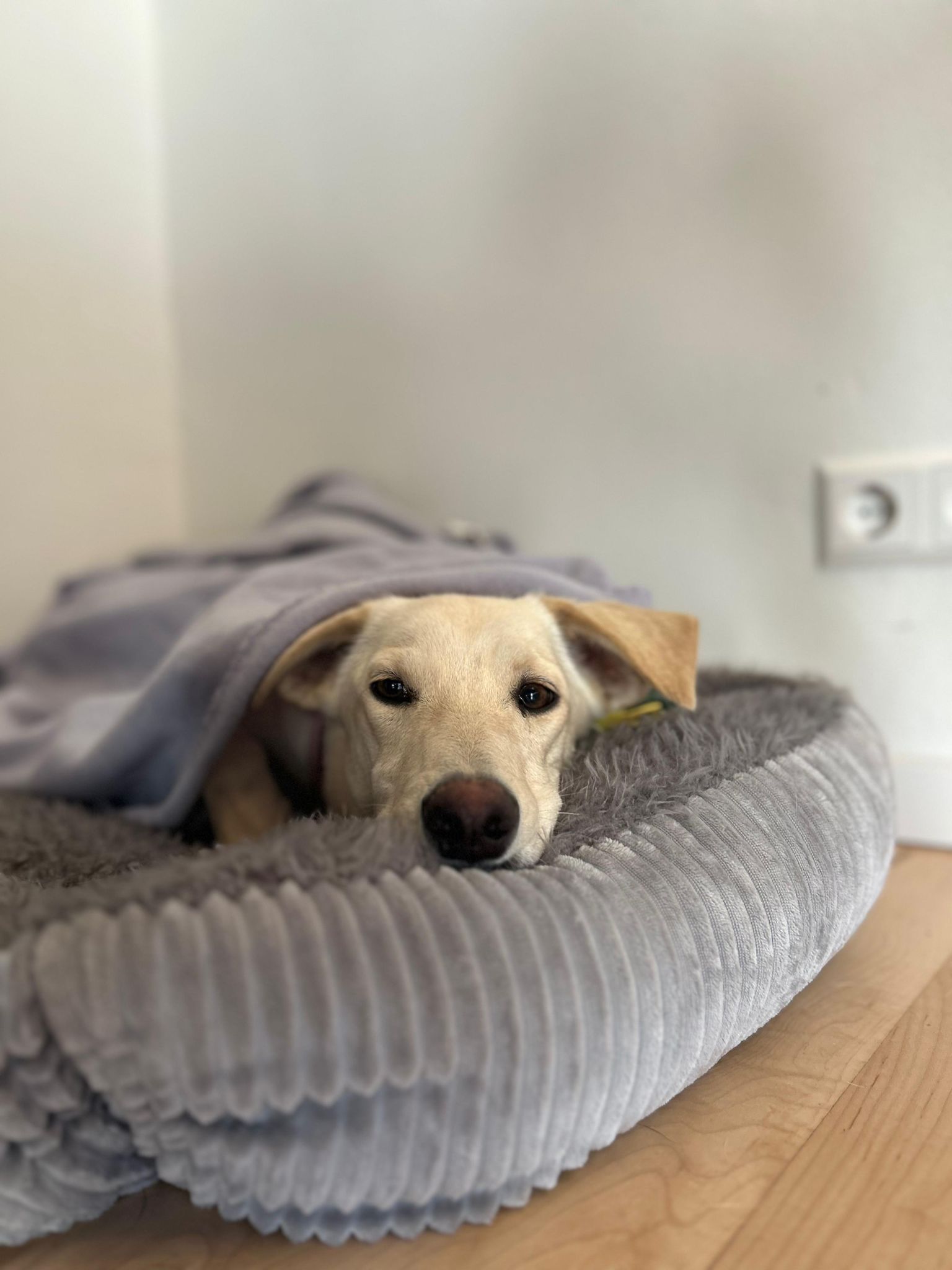 WhatsApp Image 2025-11-09 at 13.15.50