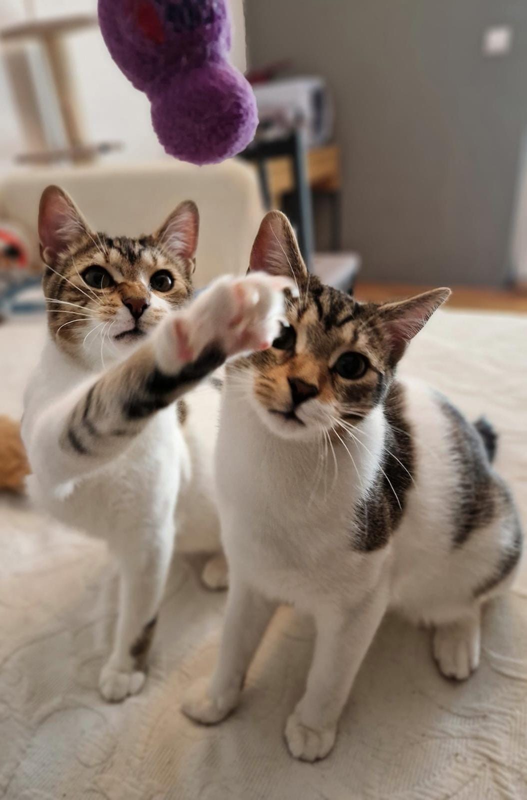 Mirco & Mizko