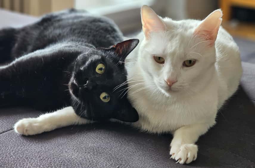 Shorty & Jole