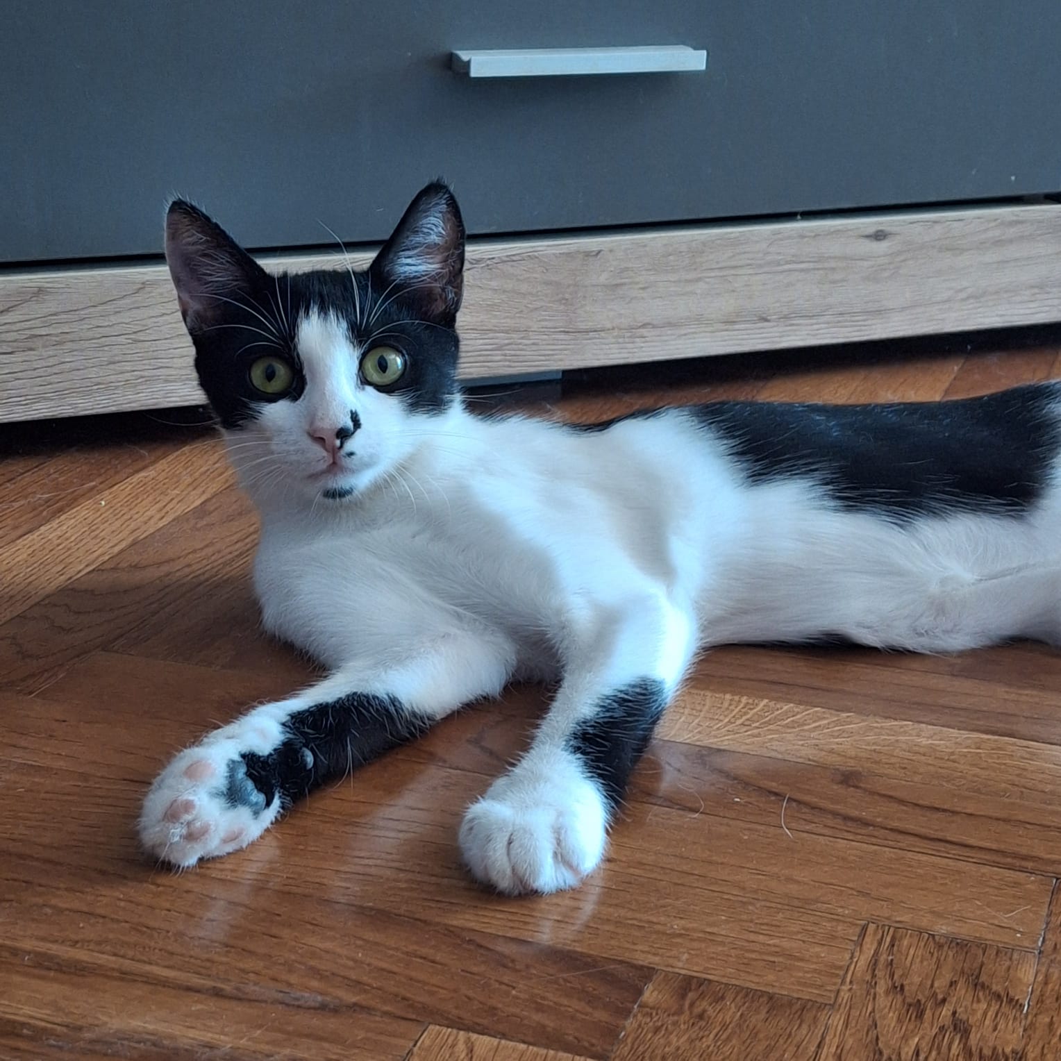 Susi (1)