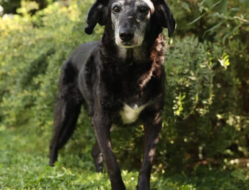 Unsere neue Black Paw Week Kollektion ist endlich da! 🖤🐾