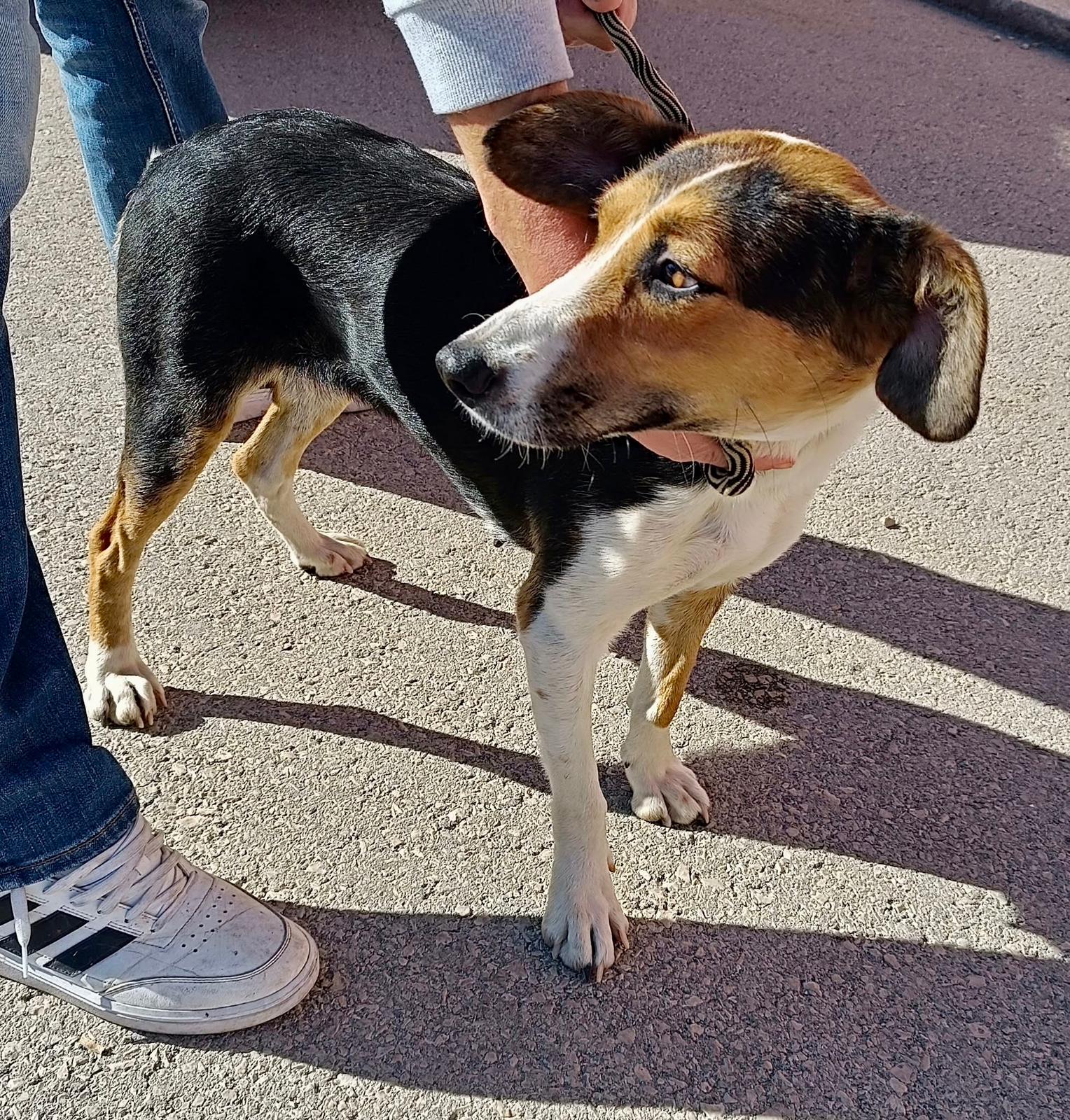 Fellnasen Stuttgart_Sava (1)