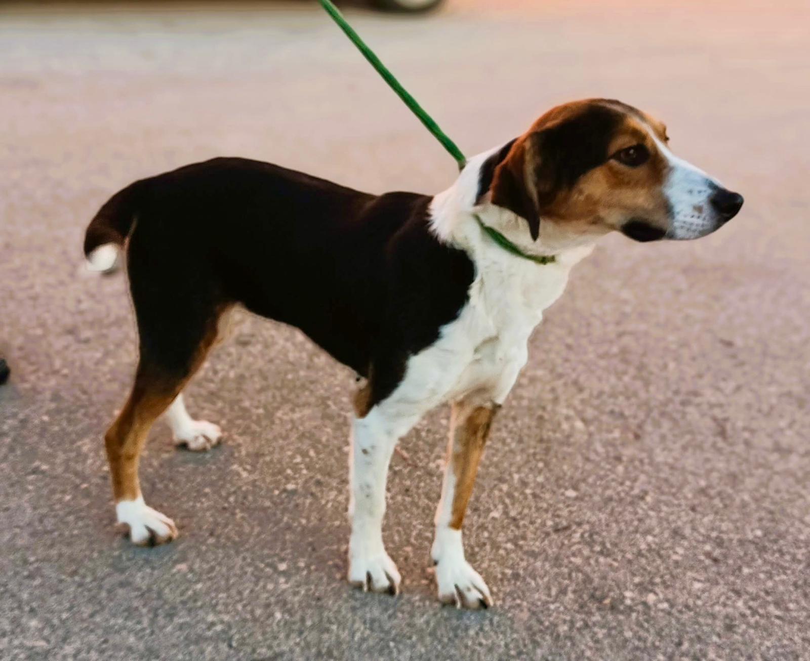 Fellnasen Stuttgart_Sava (2)