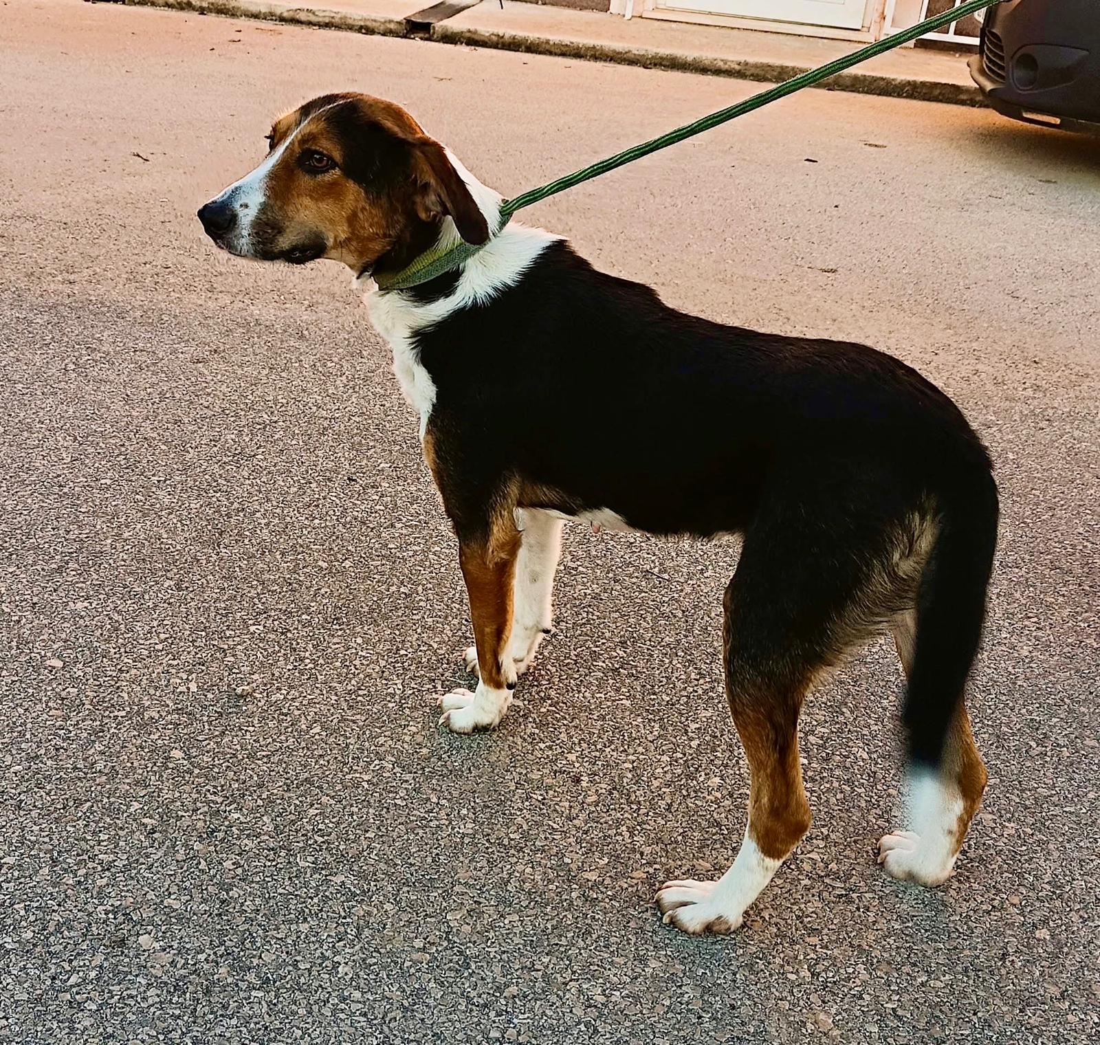 Fellnasen Stuttgart_Sava (3)