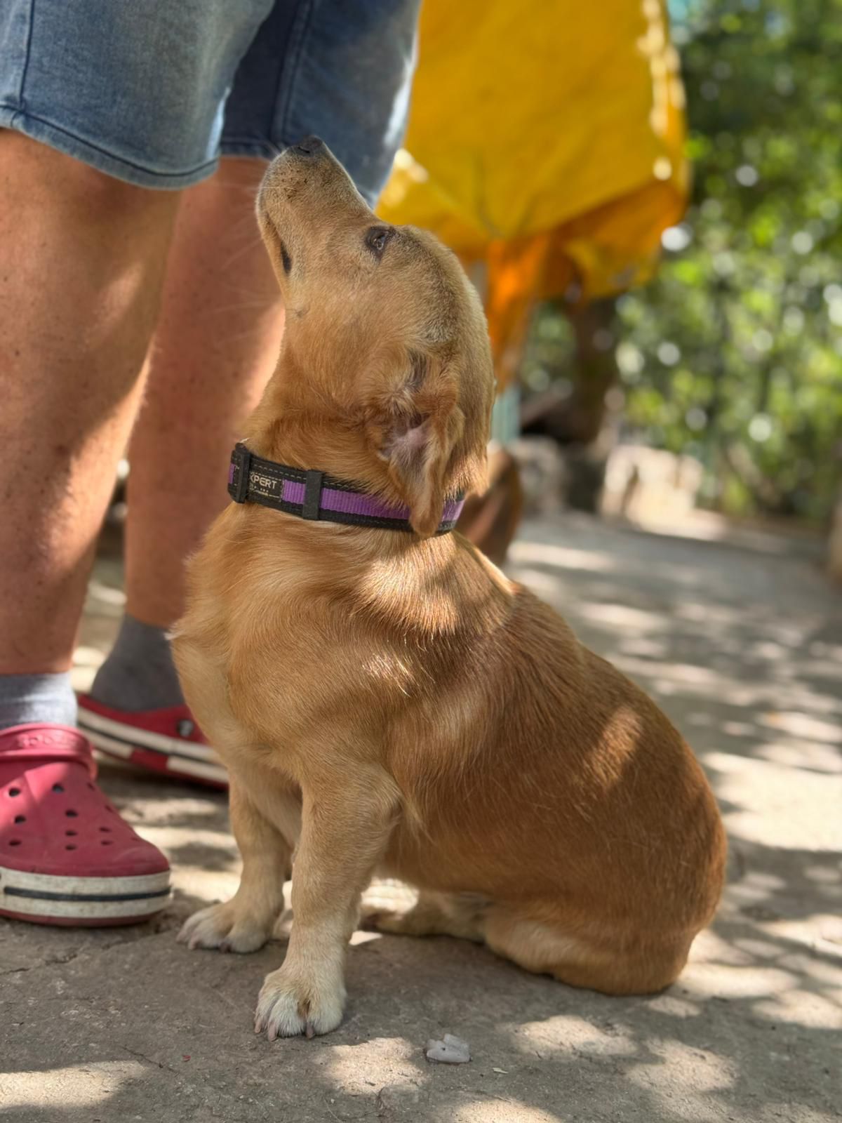 Fellnasen Stuttgart_Žućo (2)