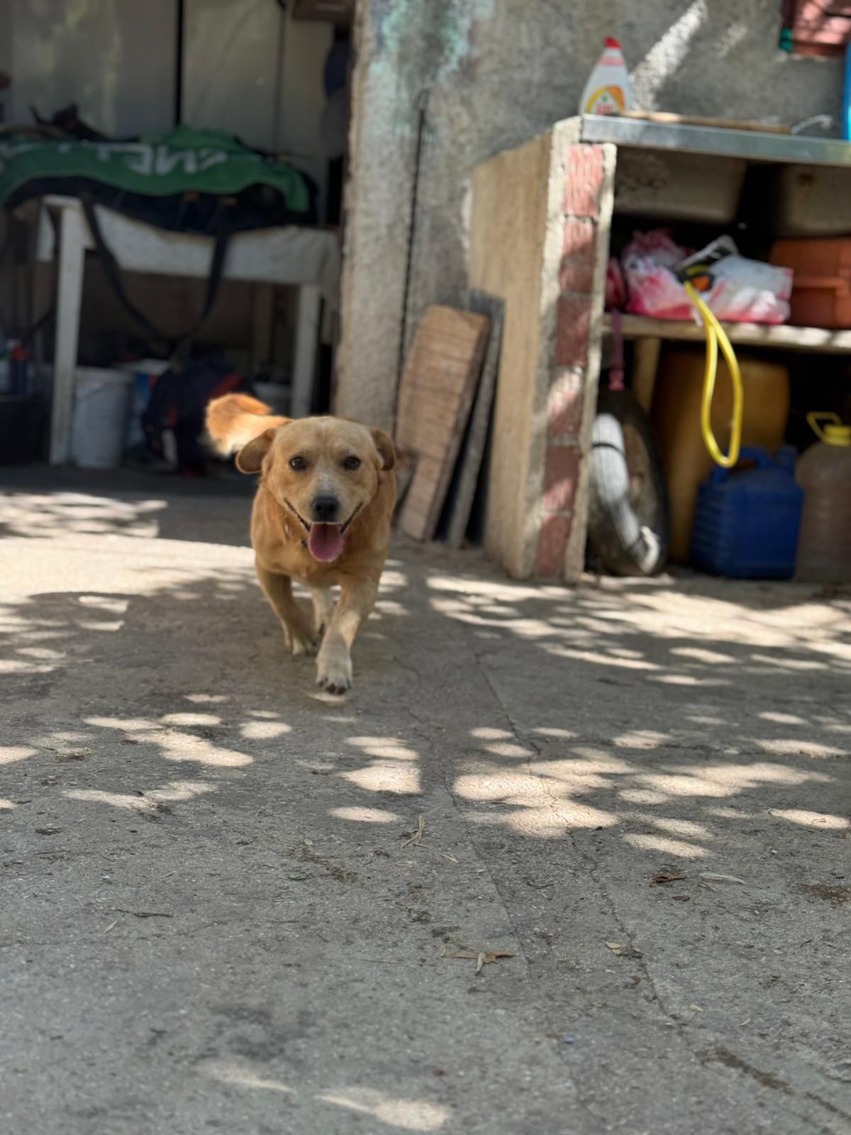 Fellnasen Stuttgart_Žućo (3)