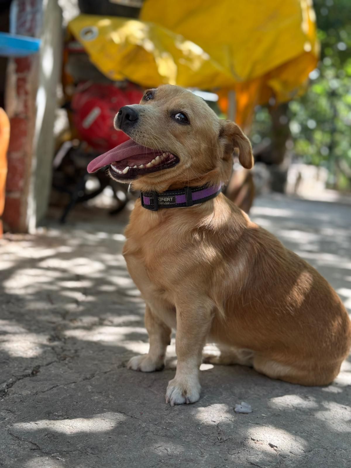 Fellnasen Stuttgart_Žućo (4)