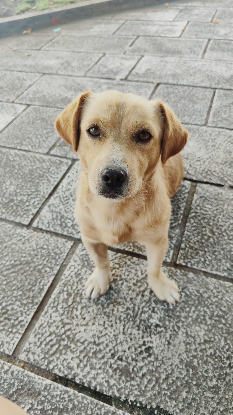 Fellnasen Stuttgart_Žućo (5)