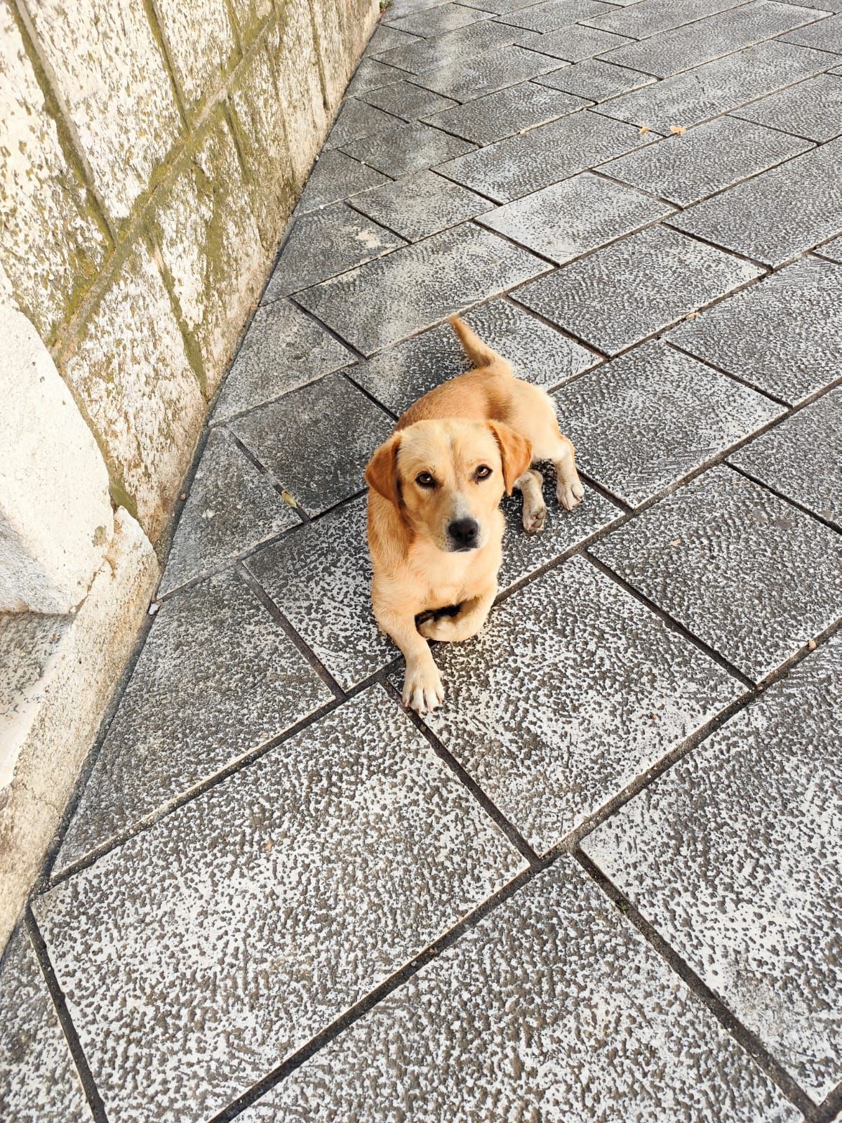 Fellnasen Stuttgart_Žućo (6)