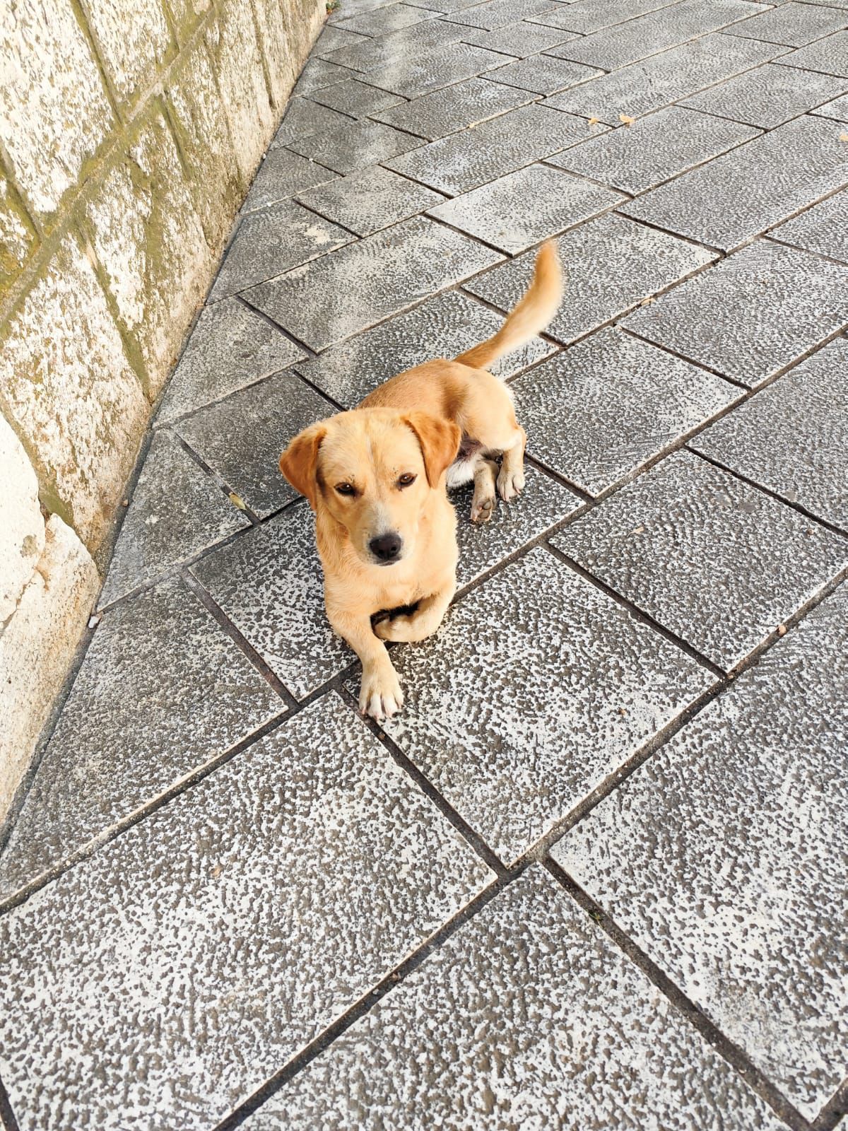 Fellnasen Stuttgart_Žućo (7)