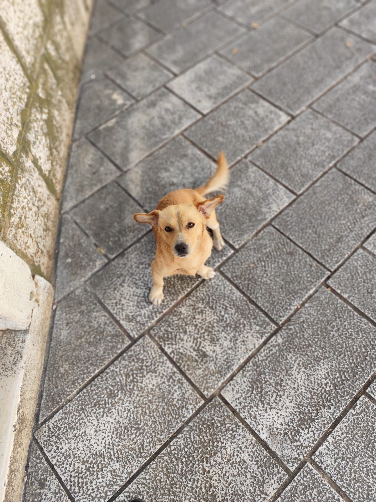 Fellnasen Stuttgart_Žućo (8)