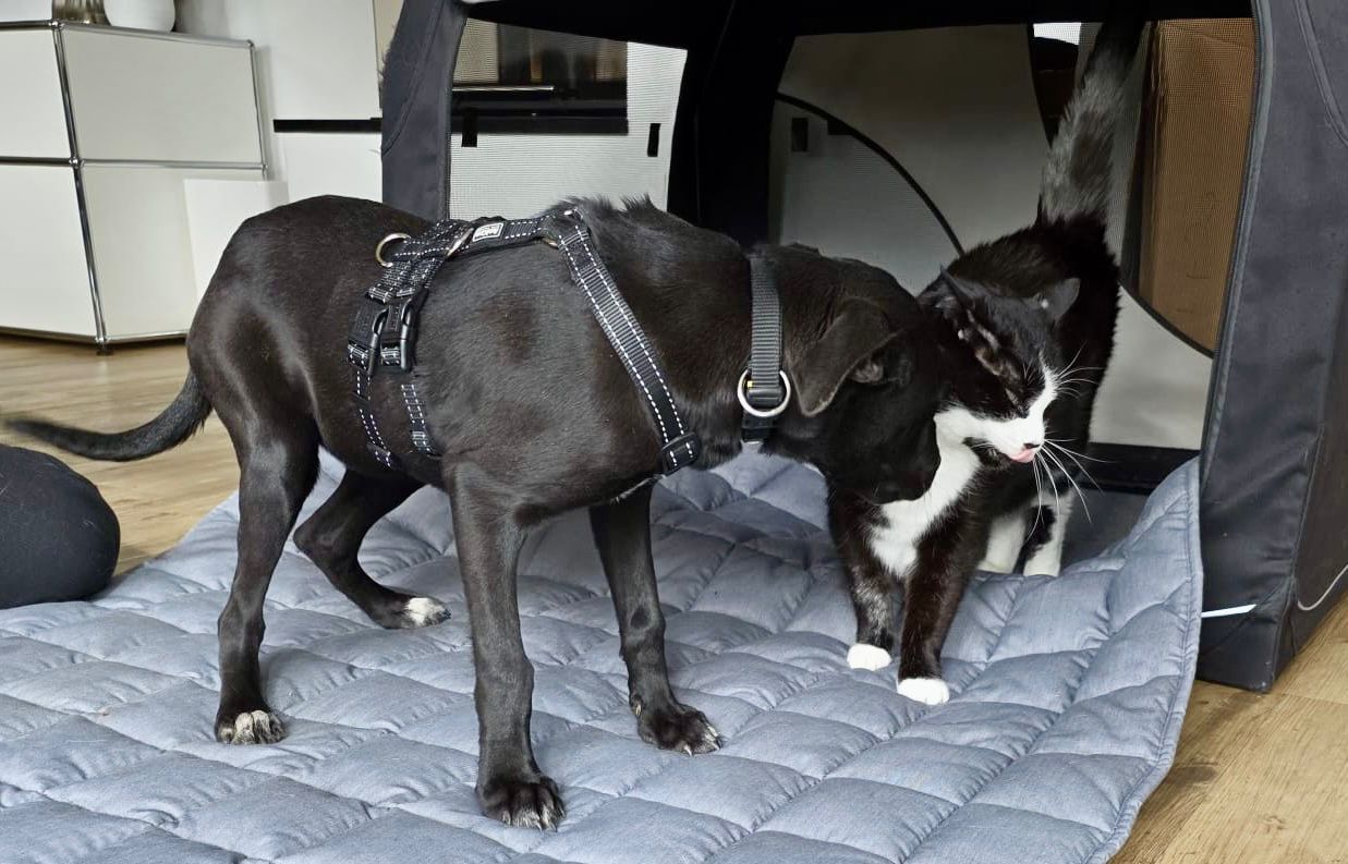 WhatsApp Image 2025-11-09 at 13.03.49