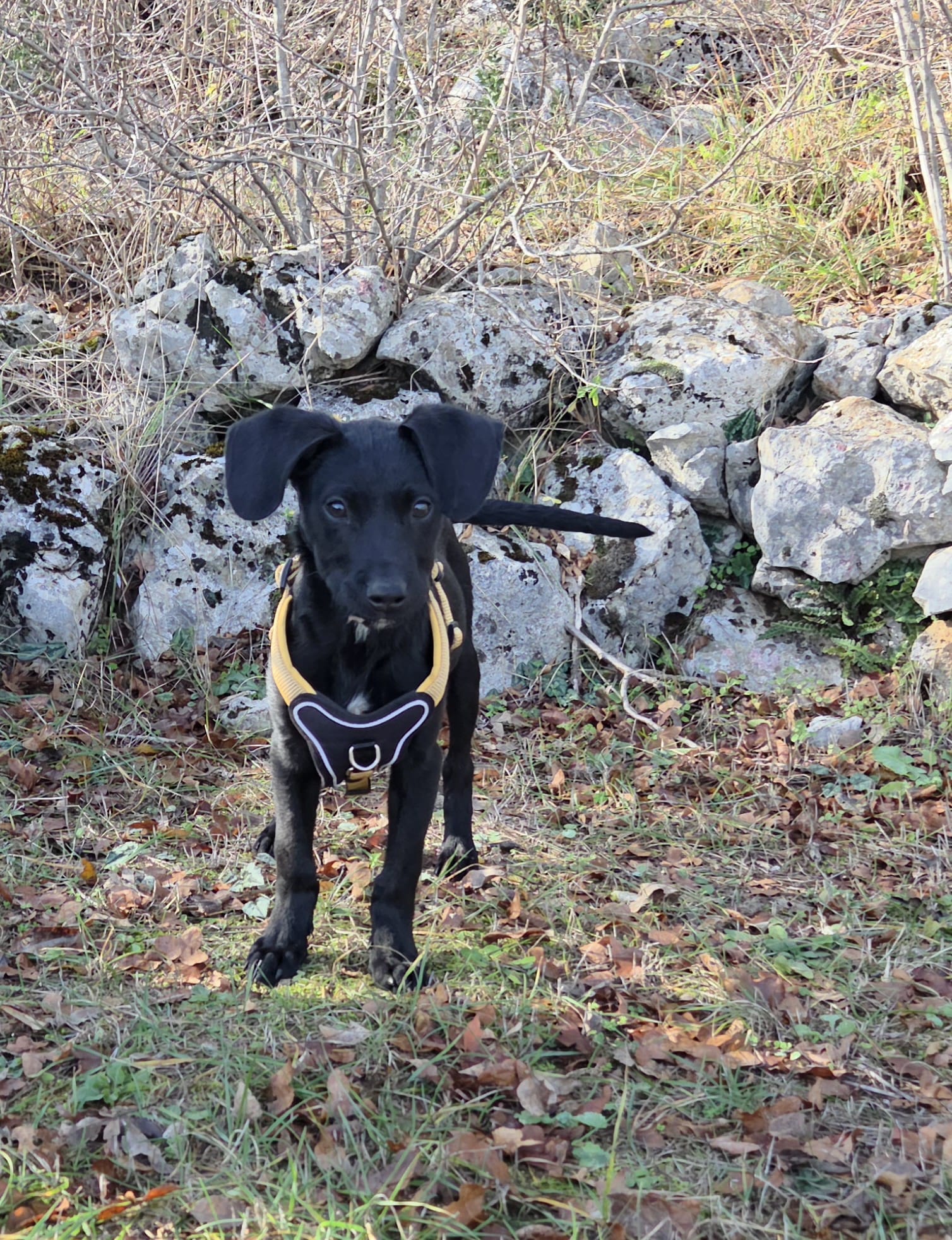 43344bcd-0d71-48b3-b6c3-d4e639e9735a