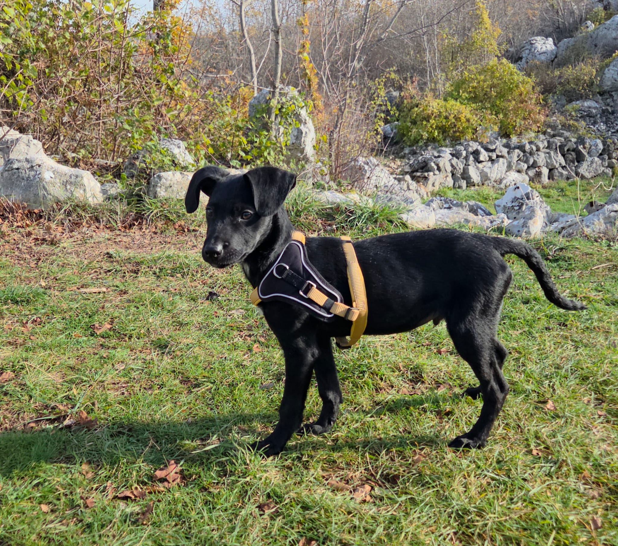 66c03a30-3d39-4b72-9dba-545ea4a93217