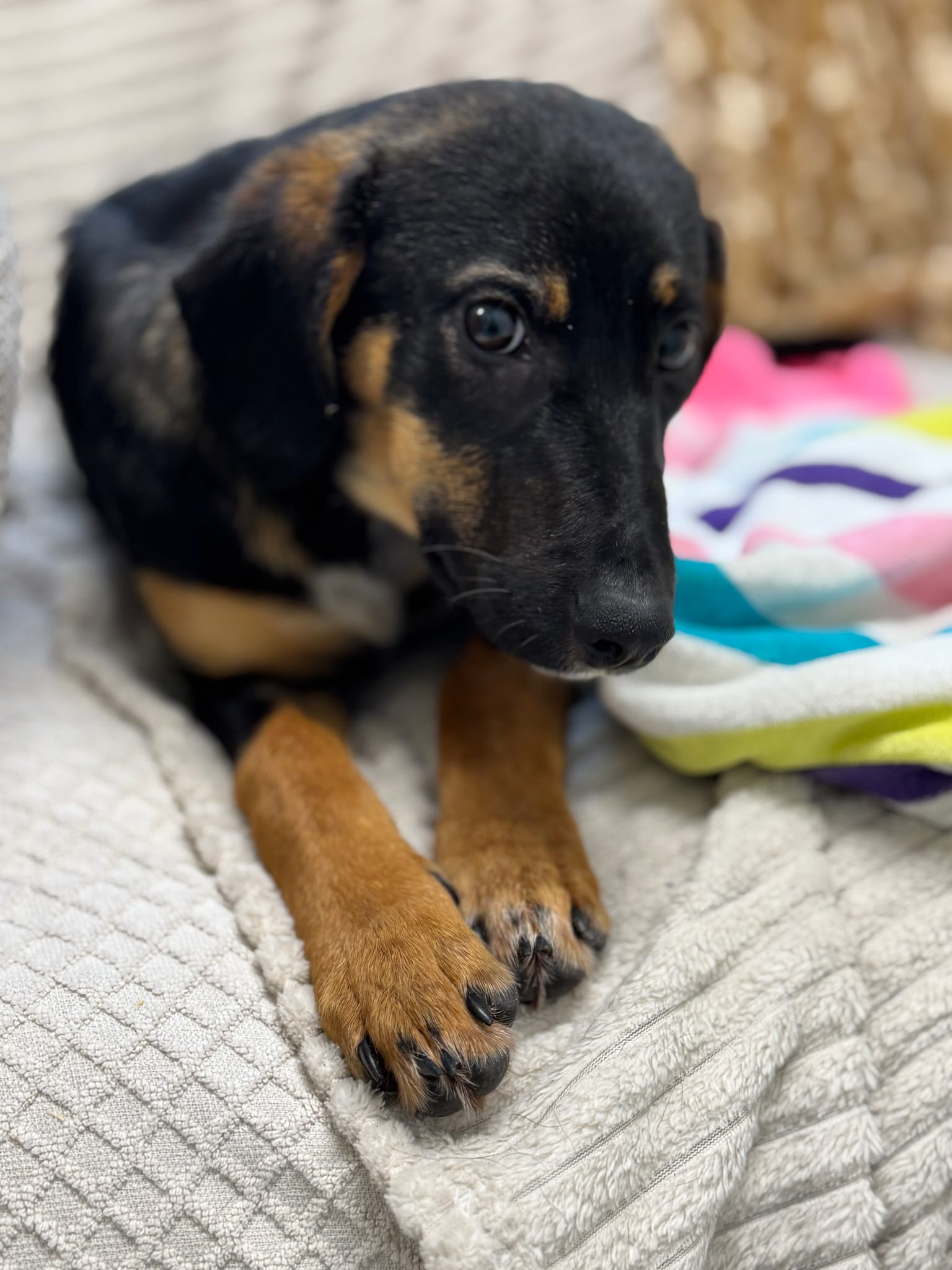 Fellnasen Stuttgart_Angie (3)