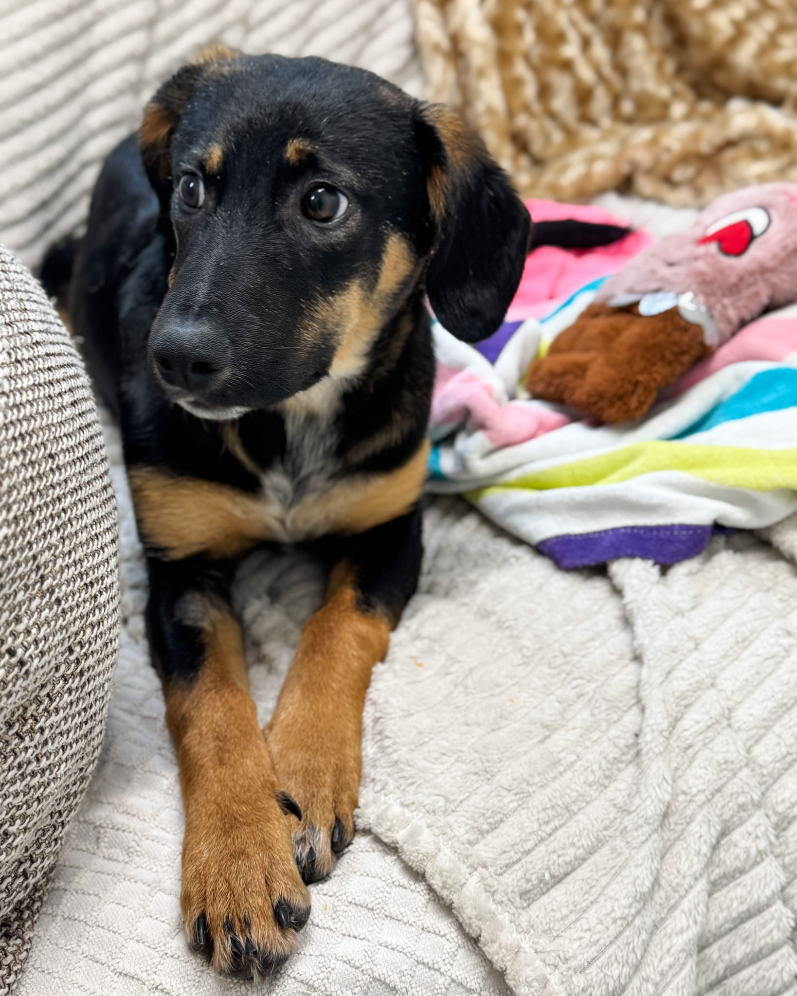 Fellnasen Stuttgart_Angie (6)