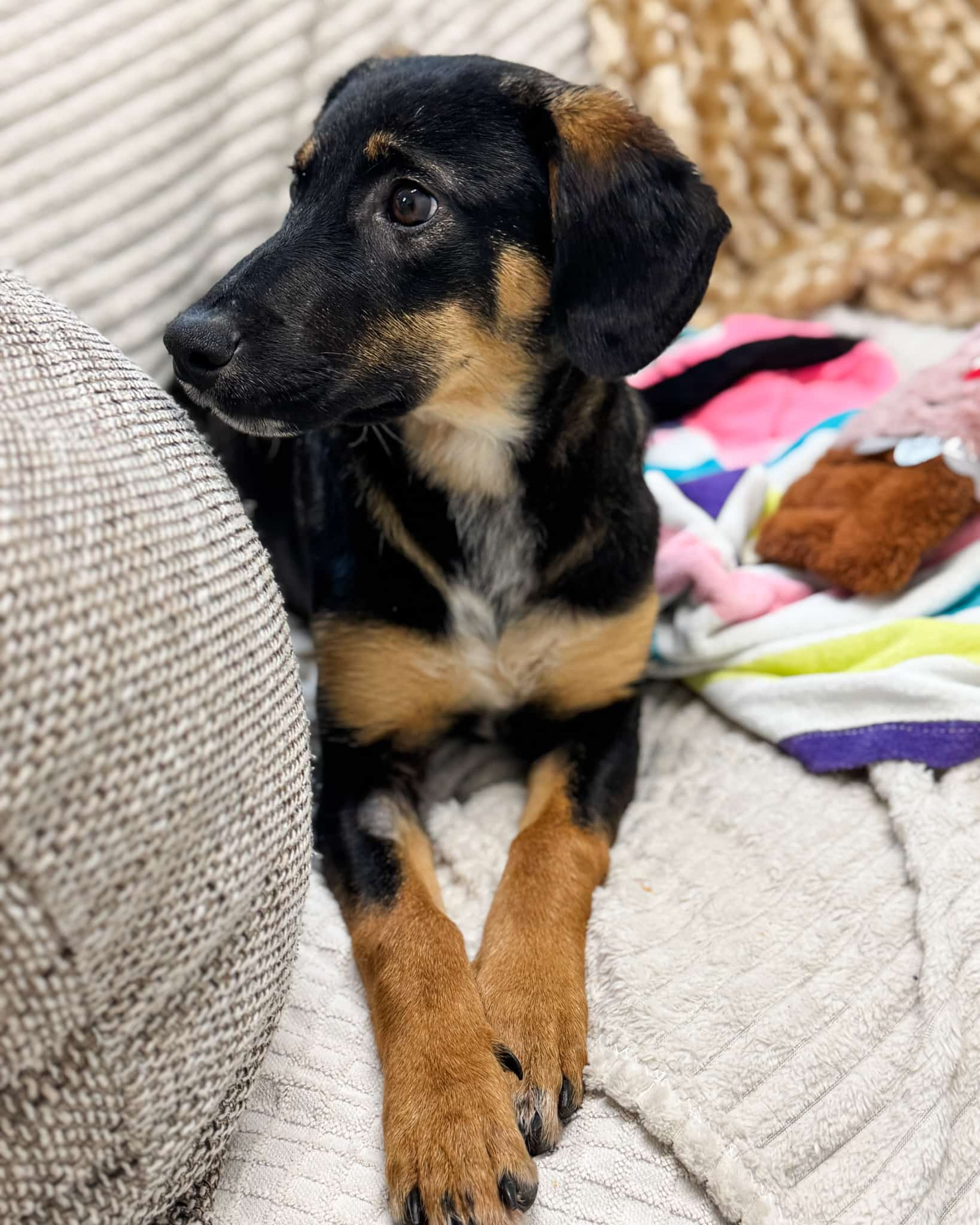 Fellnasen Stuttgart_Angie (7)