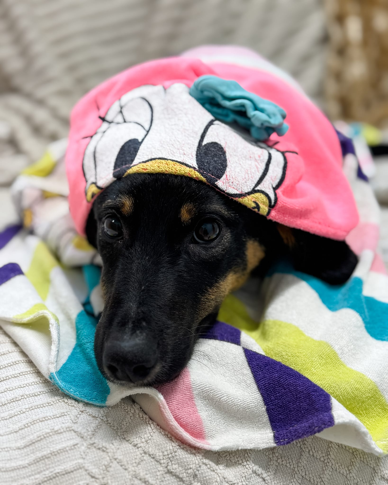 Fellnasen Stuttgart_Angie (8)