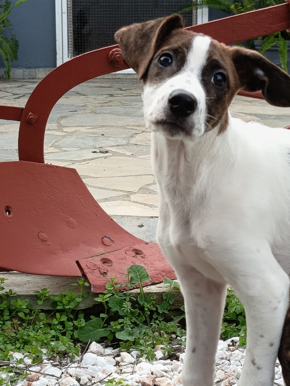 Fellnasen Stuttgart_Barney (2)