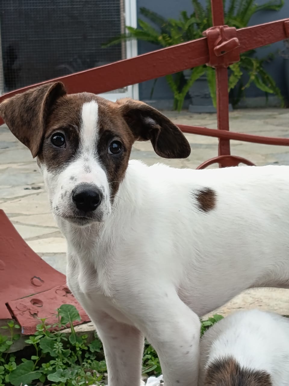 Fellnasen Stuttgart_Barney (3)