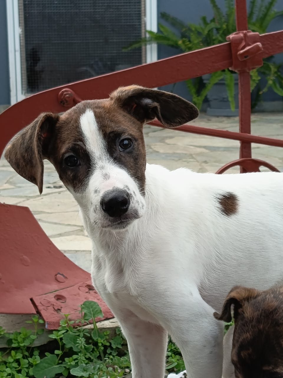 Fellnasen Stuttgart_Barney (4)