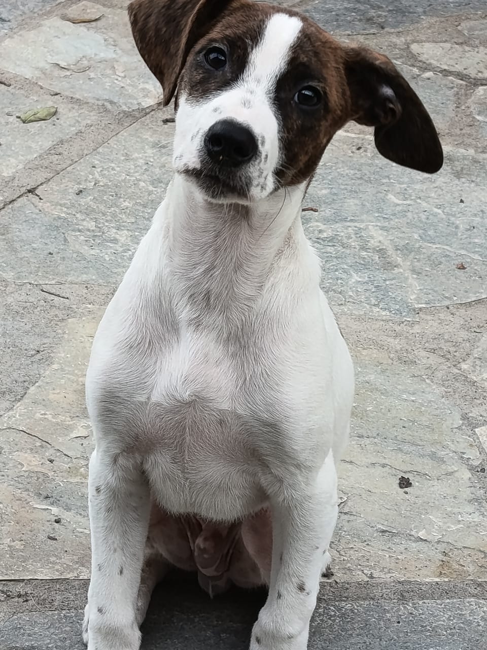 Fellnasen Stuttgart_Barney (6)