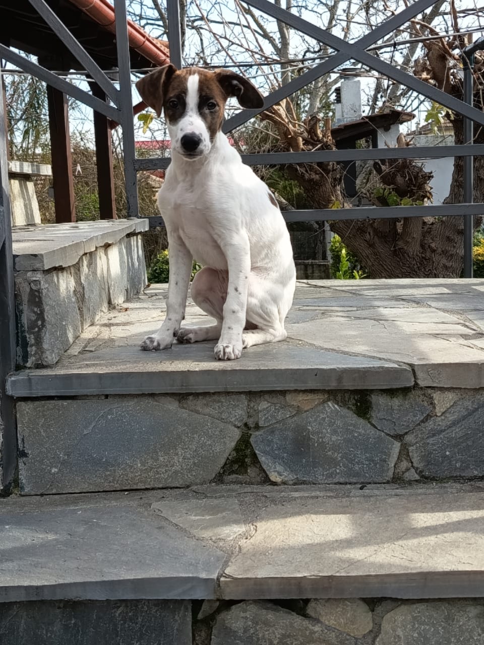 Fellnasen Stuttgart_Barney (7)