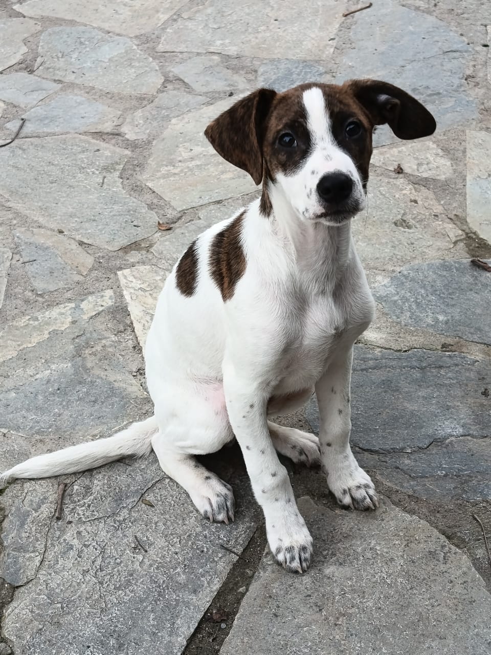 Fellnasen Stuttgart_Barney (8)