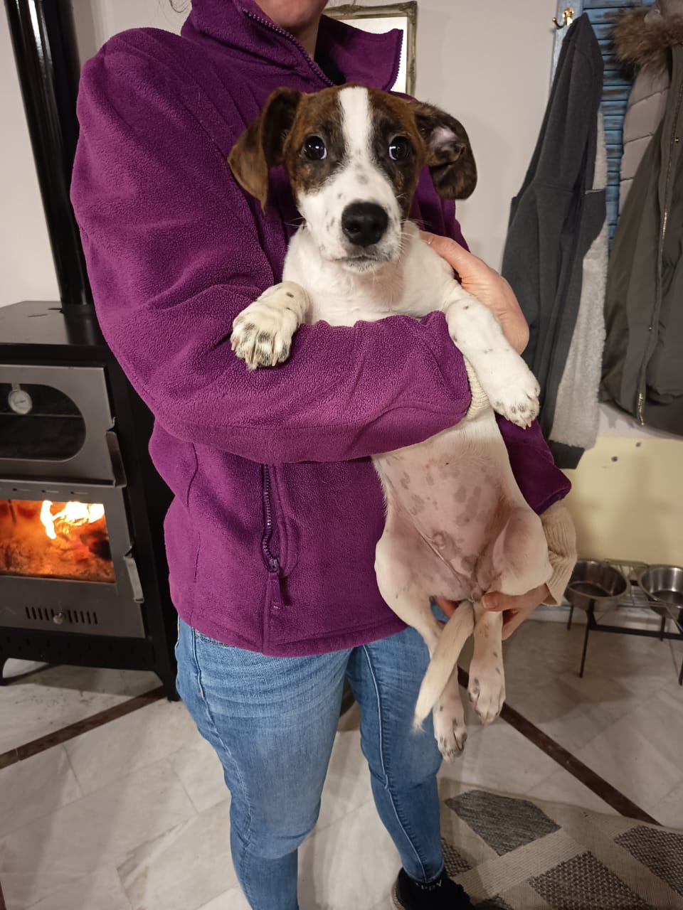 Fellnasen Stuttgart_Barney (9)