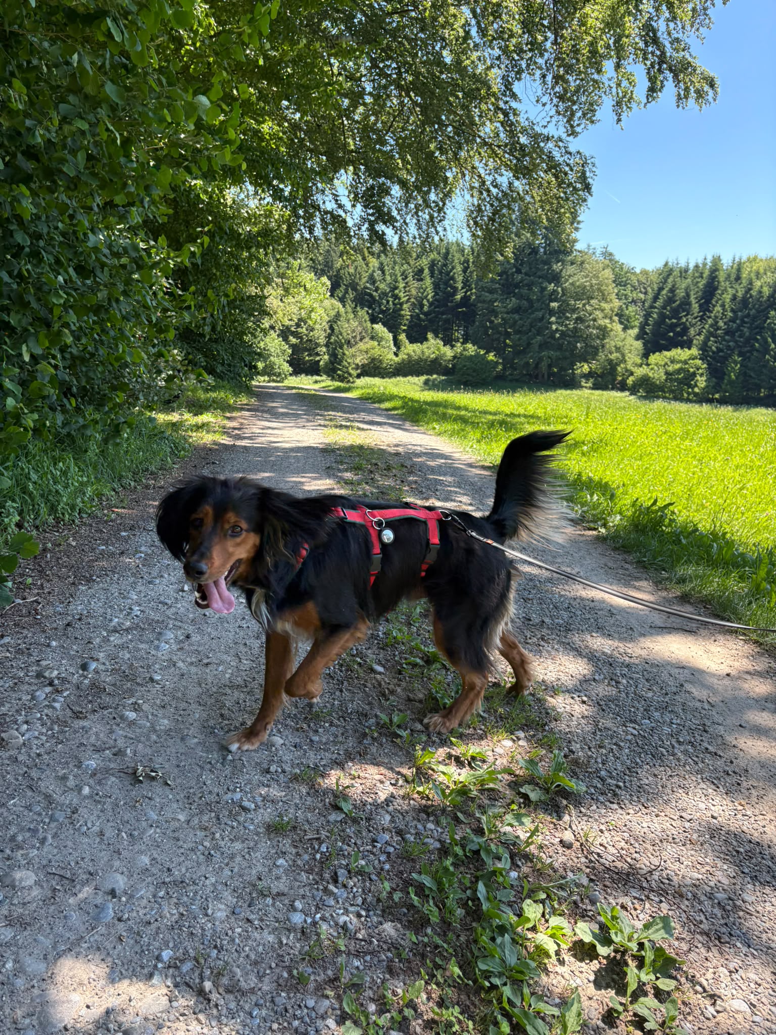 Lio-neu-1