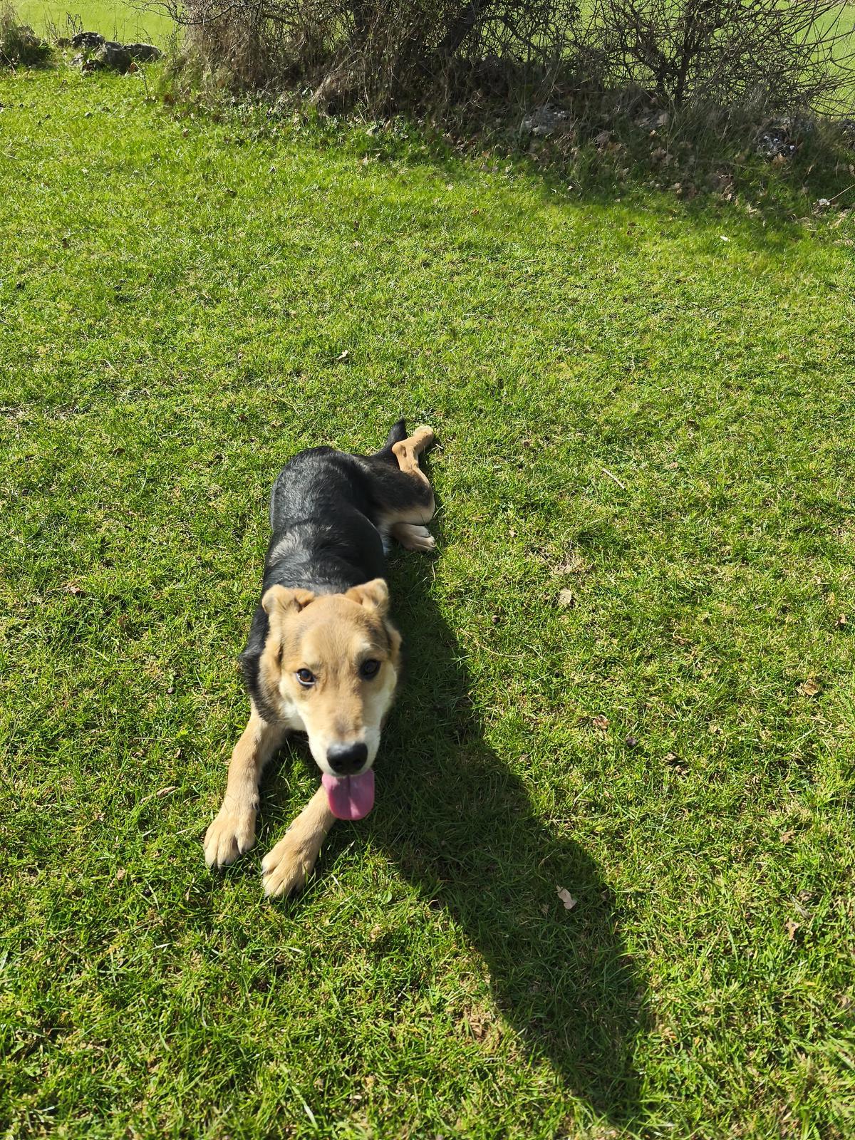 Hogan (1)