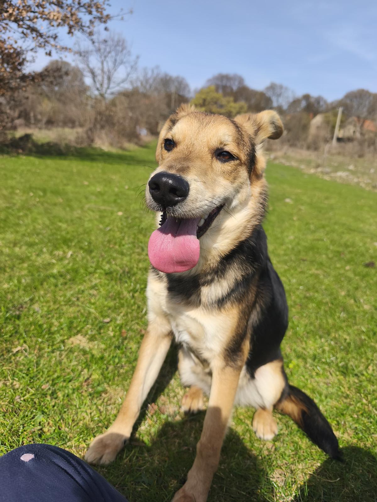 Hogan (3)