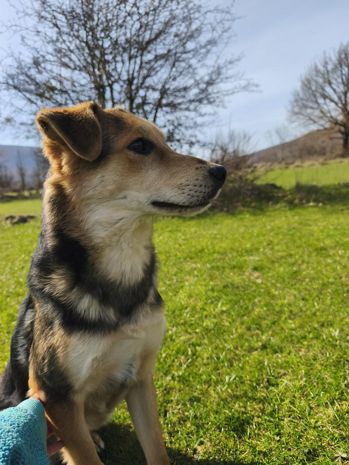 Hogan (4)