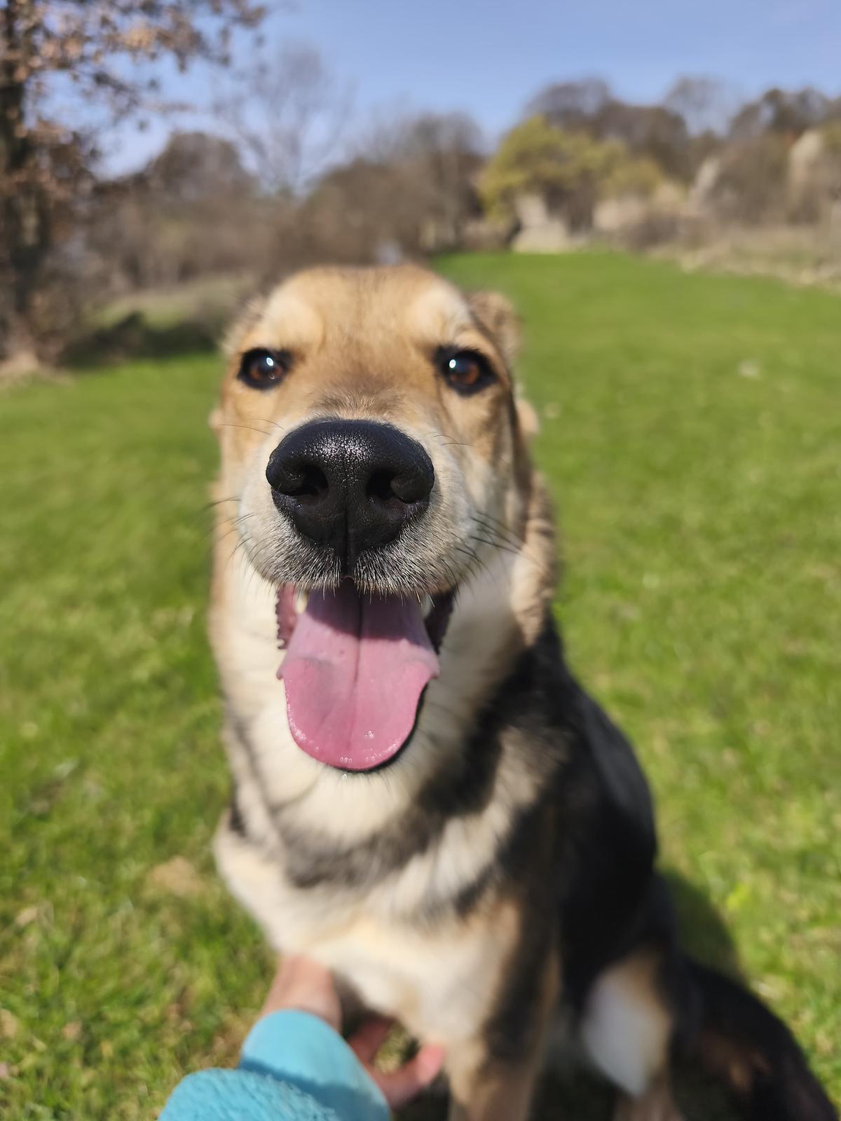 Hogan (6)