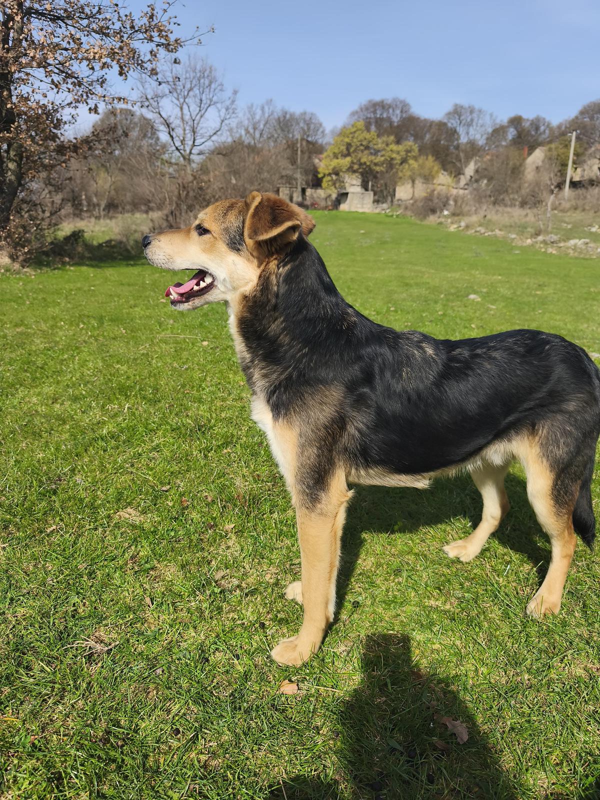 Hogan (7)
