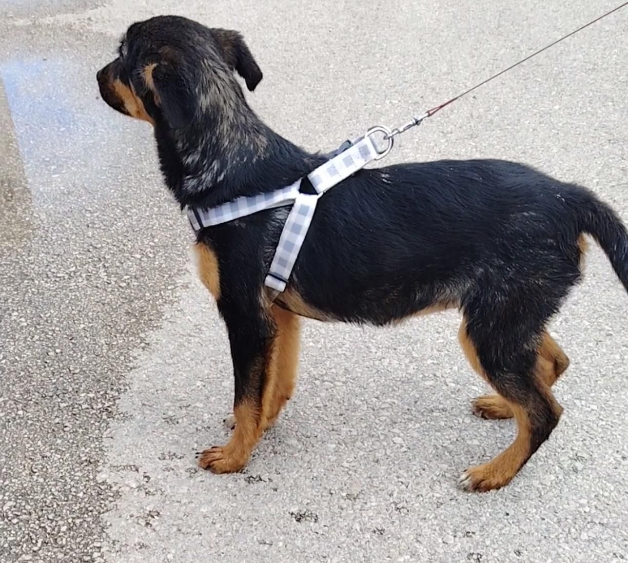 Lola 2 –