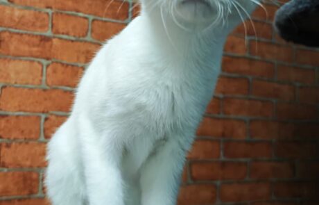 Bepo (3)