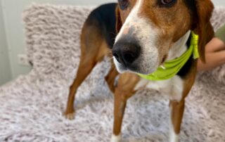 Roxy – 4