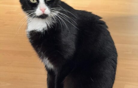 Bella (7)