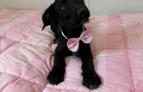 Fifi (1)