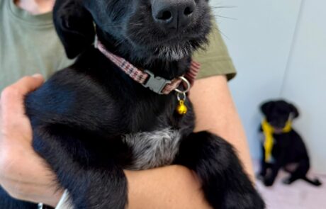 Fifi (2)