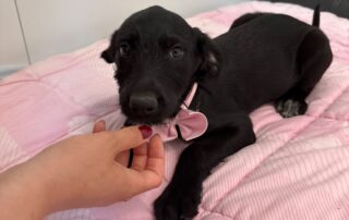 Fifi (3)