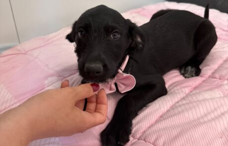 Fifi (3)