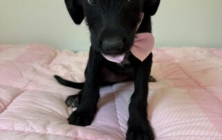 Fifi (4)