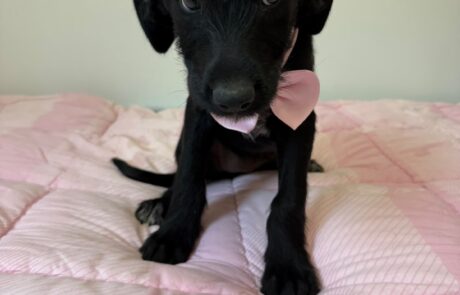 Fifi (4)