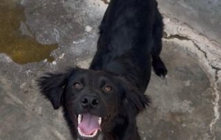 Jacko-1